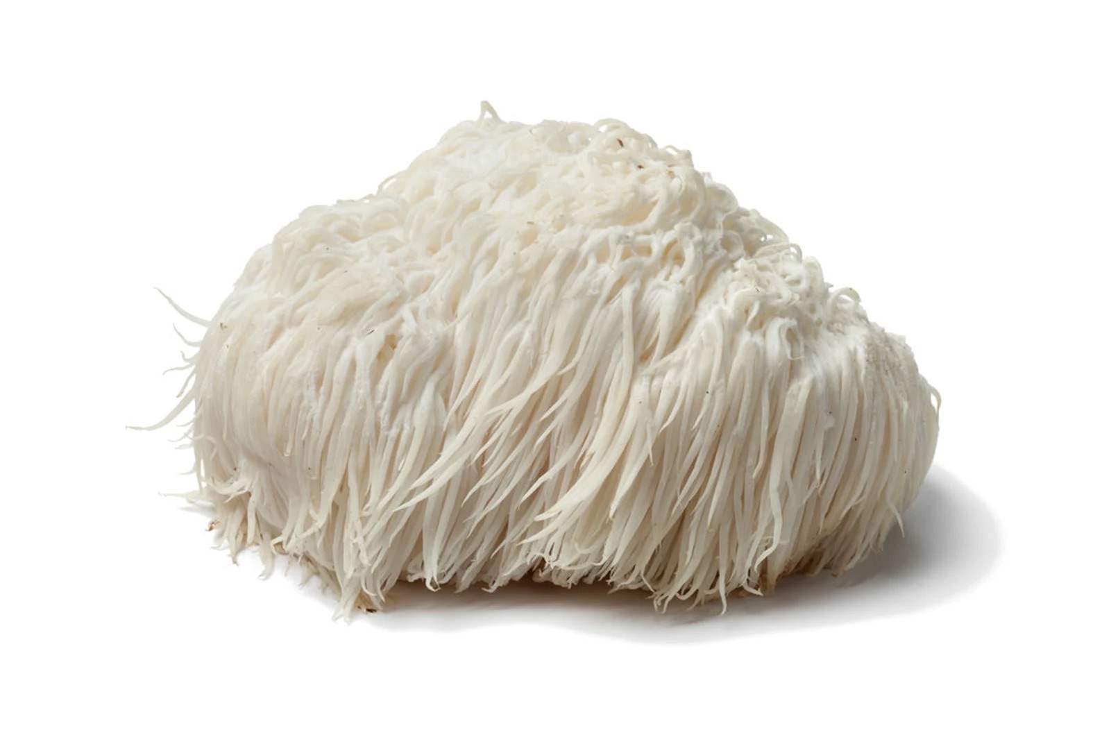 hericium lions mane